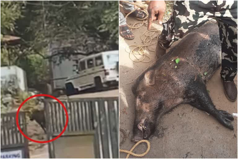 wild boar attack in kozhikode  accident caused by wild boar in kozhikode  കോഴിക്കോട് കാട്ടുപന്നി ആക്രമണം  കാട്ടുപന്നി കോഴിക്കോട് റോഡ്  റോഡിന് കുറുകെ ചാടി കാട്ടുപന്നി