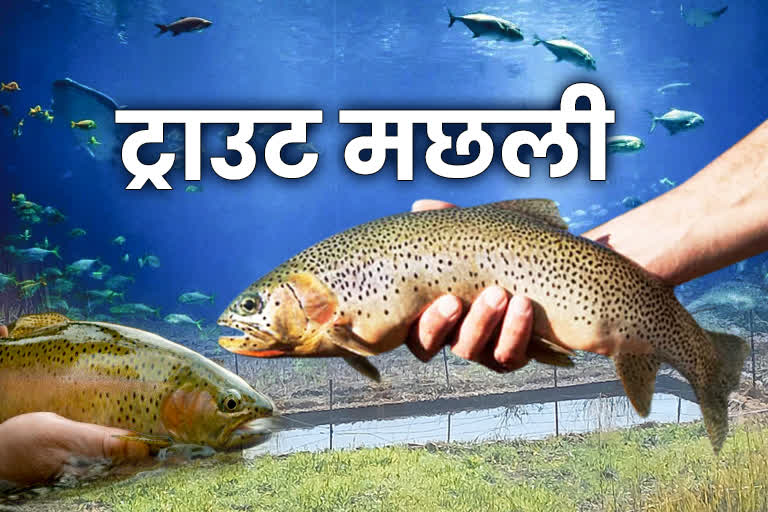 trout fish farming in rudraprayag