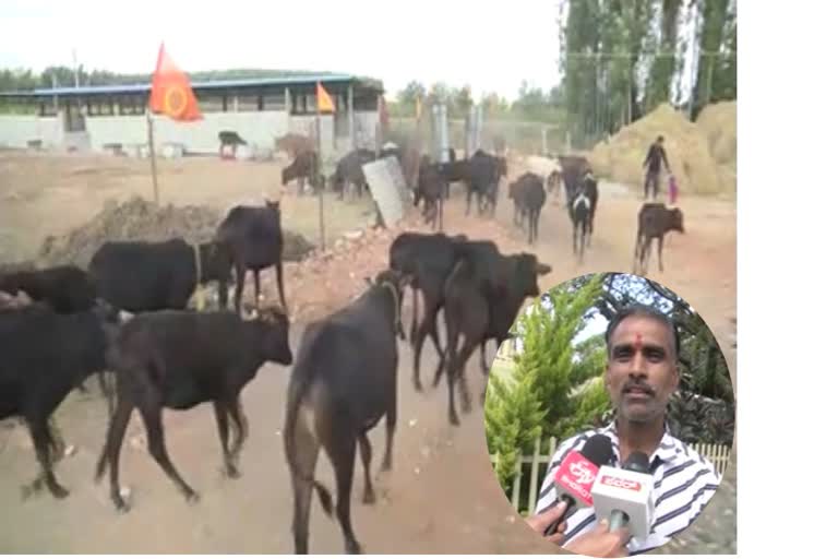 chikmagaluru bhagawan protecting cows through kamadhenu goshala