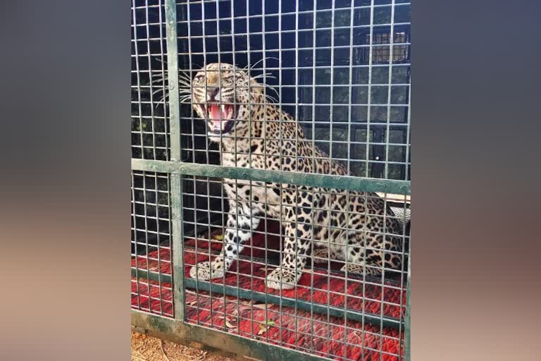 Forest department captured 8 leopard in six months