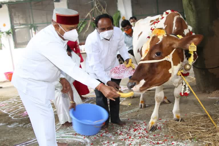 ಗೋವುಗಳಿಗೆ ಪೂಜೆ ಸಲ್ಲಿಸಿದ ರಾಜ್ಯಪಾಲರು