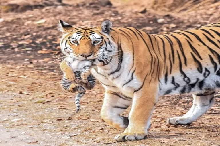 collared tigress