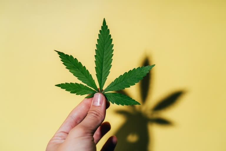 us study shows Cannabis compounds prevent Covid virus  cannabinoid acids can stop Covid virus from entering human cells  Hemp or Cannabis sativa against covid  cannabigerolic acid or CBGA and cannabidiolic acid or CBDA  കൊവിഡിനെ പ്രതിരോധിക്കാൻ കഞ്ചാവ്  കൊവിഡ് വൈറസിനെതിരെ കന്നാബിനോയിഡ് ആസിഡുകൾ  കാനബിസ് സാറ്റിവ അഥവ ഹെംപ്  കന്നാബിഗെറോലിക് ആസിഡ്  കന്നാബിഡിയോളിക് ആസിഡ്  കൊവിഡ് കഞ്ചാവ് മരുന്ന്  Cannabis against covid