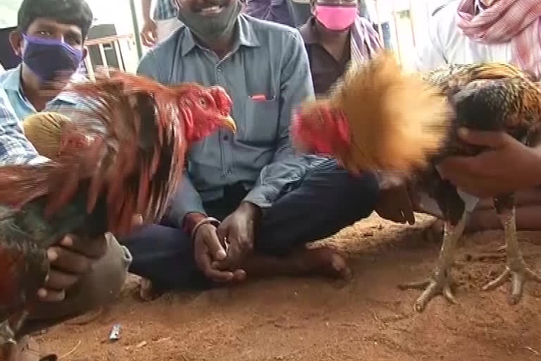 cockfight, కోడి పందేలు