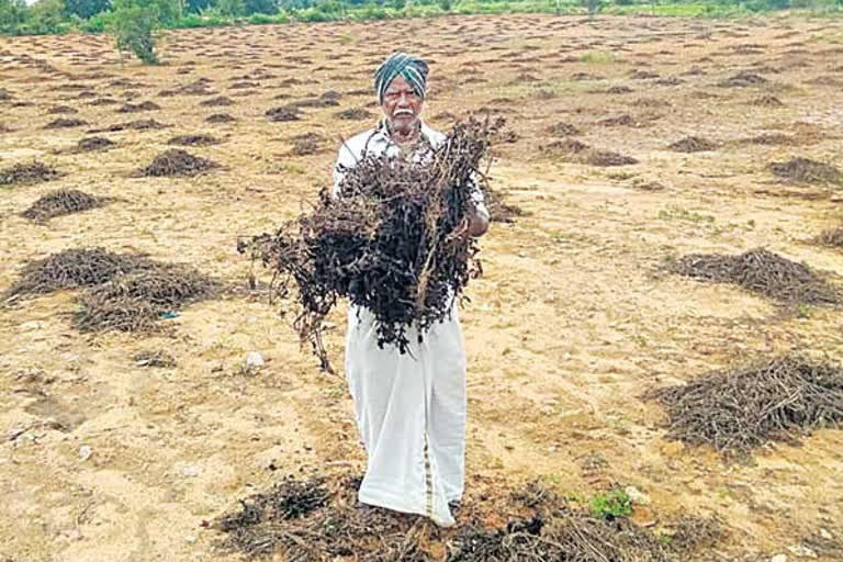 నల్లగా మారిన వేరు శనగ పంటను చూపిస్తున్న రైతు