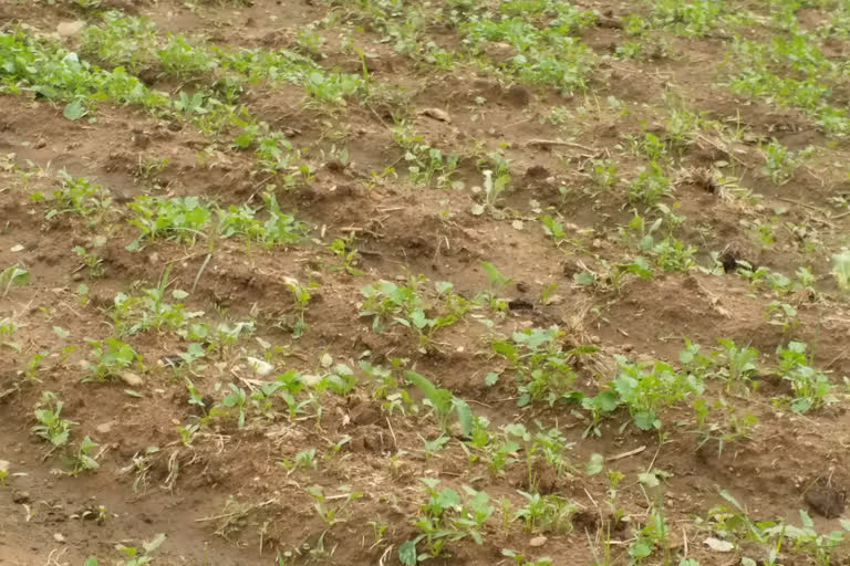 potato farming in ramgarh