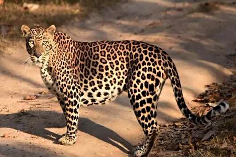 leopard-attacked-cows