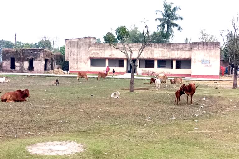 malda hospital