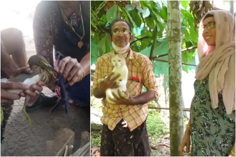 kozhikode couple saves heron  heron suffocated by a mask couple savesd  മാസ്‌ക് വില്ലനായ കൊറ്റിയെ രക്ഷിച്ച് ദമ്പതികള്‍  അമ്പായത്തോട് സ്വദേശി ആലി  അമ്പായത്തോട് റഹ്മാനിയ ഹോട്ടല്‍