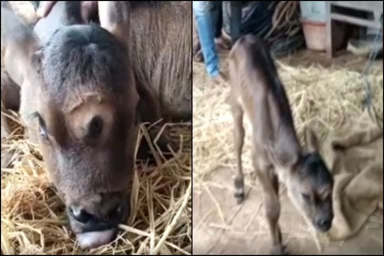 Chhattisgarh Villagers On Newly-Born 3-Eyed Calf