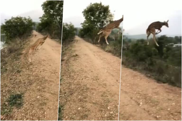 Flying deer jumps in to air  wildlife stunning video  ഗോള്‍ഡ്‌ മെഡലുമായി പറക്കും മാന്‍  പക്ഷിയെ പോലെ പറന്നുയര്‍ന്ന്‌ മാന്‍  Wild Lense Eco Foundation