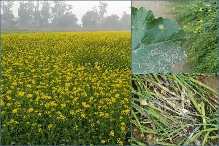 mustard crop protection from diseases