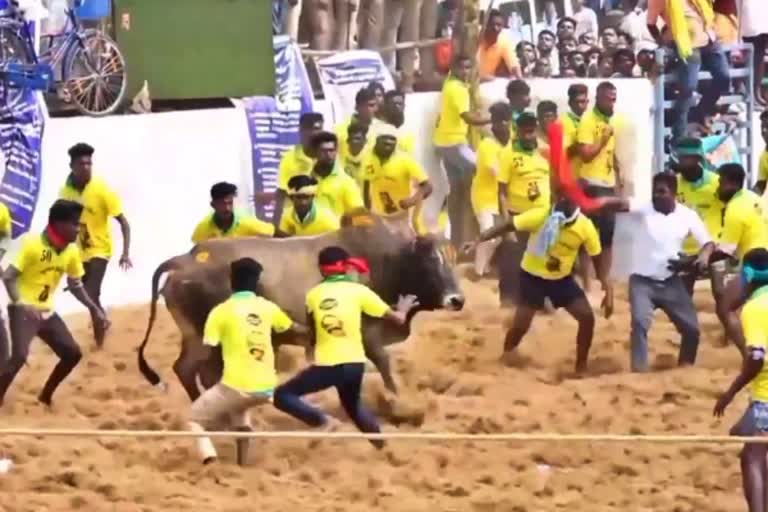 more-than-70-injured-in-sivagangai-jallikattu