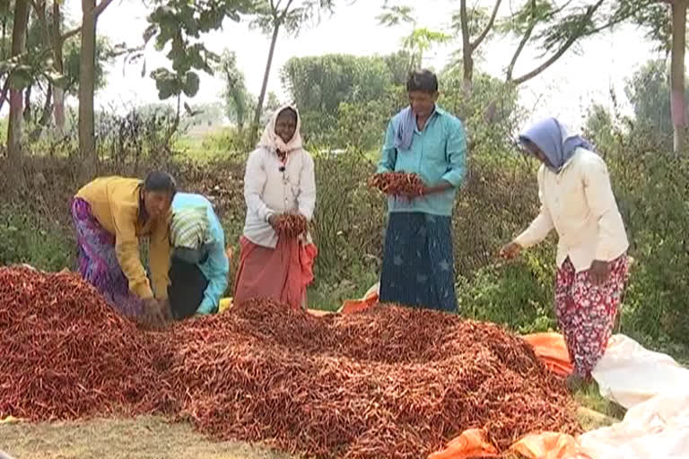 Mirchi farmers problems