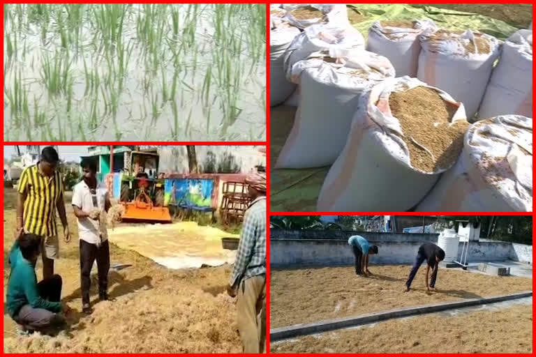 paddy farmers suffer due to rains in vizianagaram