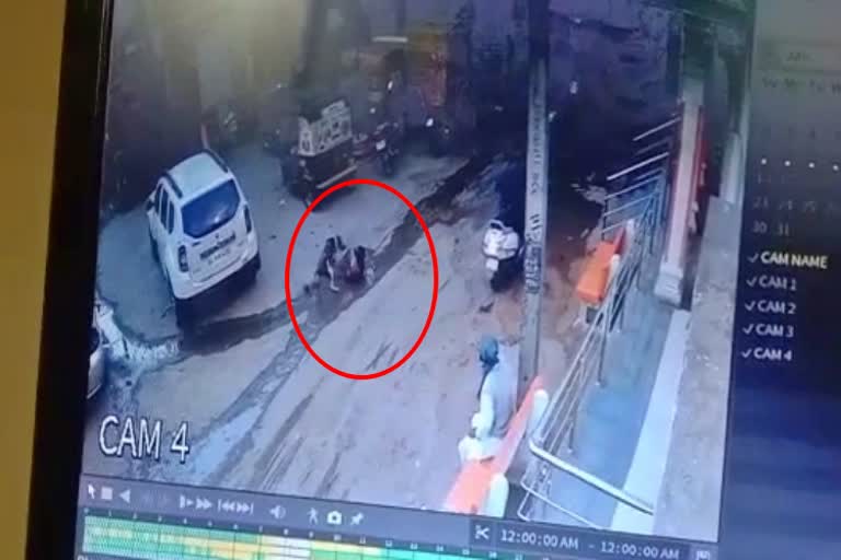 Dog attack on boy  scene captured on CCTV