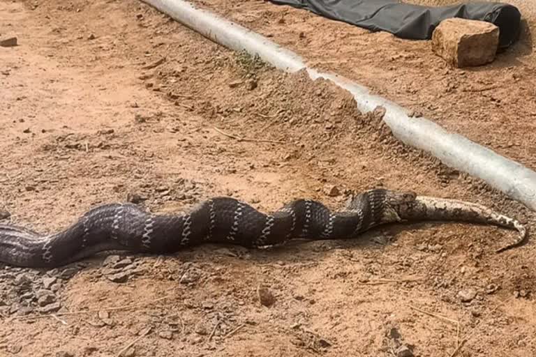 cobra swallowed a python