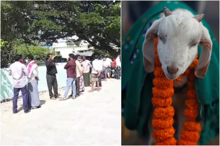 Man in intoxication killed other man instead of sheep  ചിറ്റൂരിൽ മൃഗബലിക്കിടെ കൊലപാതകം  ചിറ്റൂരിൽ ആടിന് പകരം യുവാവിന്‍റെ കഴുത്തറുത്തു  മൃഗബലിക്കിടെ യുവാവിന് ദാരുണാന്ത്യം  villager slaughters man during animal sacrifice in Chittoor