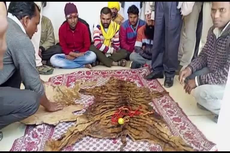 7 arrest with tiger skin in balaghat