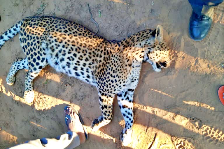 Panther Dead body found in Jaipur