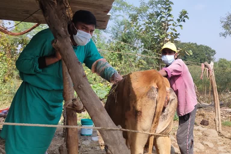 20 kg of plastic in a cow's stomach