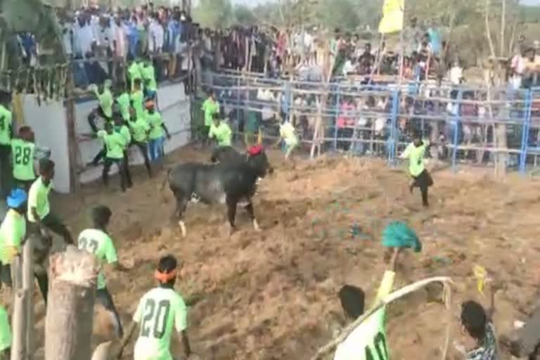 Jallikattu begins in Pudhukottai