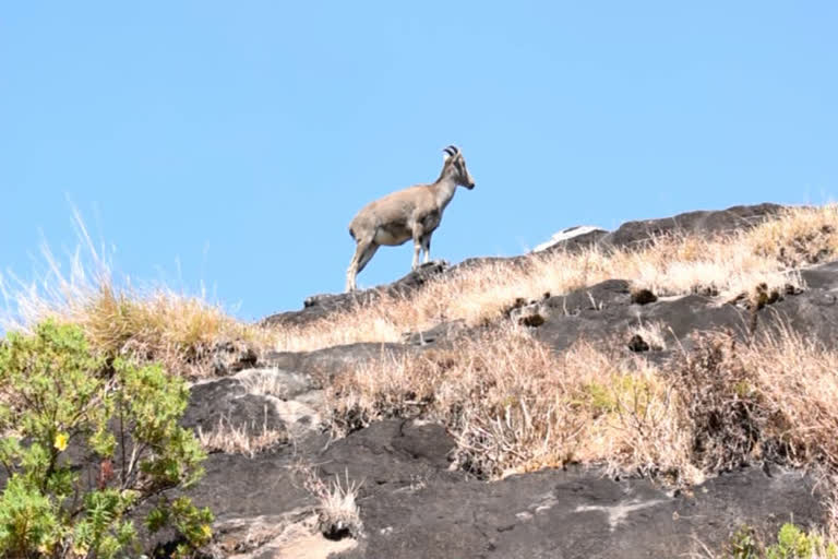 Iravikulam National Park  രാജമല ദേശിയ ഉദ്യാനം  ഇരവികുളം ദേശീയ ഉദ്യാനം  Iravikulam National Park visit  Iravikulam National Park will be closed end of this month  ഇരവികുളം ദേശീയ ഉദ്യാനം ഉടന്‍ ആടക്കും  വരയാടുകളുടെ പ്രജനന കാലം