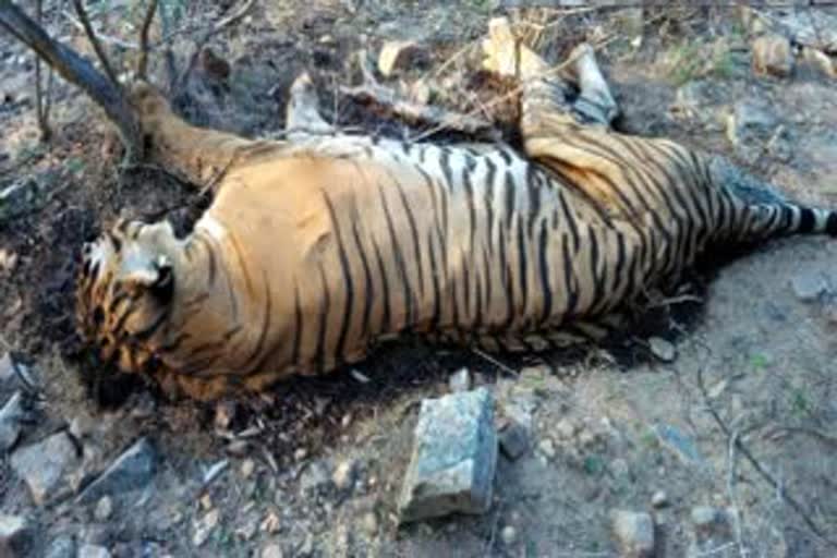 Tiger found dead in well in Shahdol