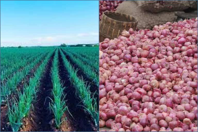 onion crop in Haryana