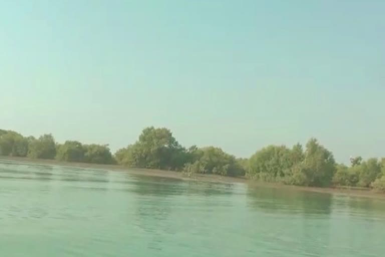 Mangrove Trees In kutch: કચ્છ જિલ્લામાં ચેરિયાની સંખ્યામાં વધારો, વન અને પર્યાવરણ મંત્રાલયે જાહેર કર્યો રિપોર્ટ