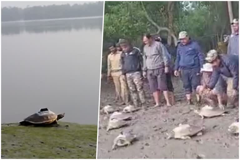 GPS on Batagur Baska Turtle in Sunderbans