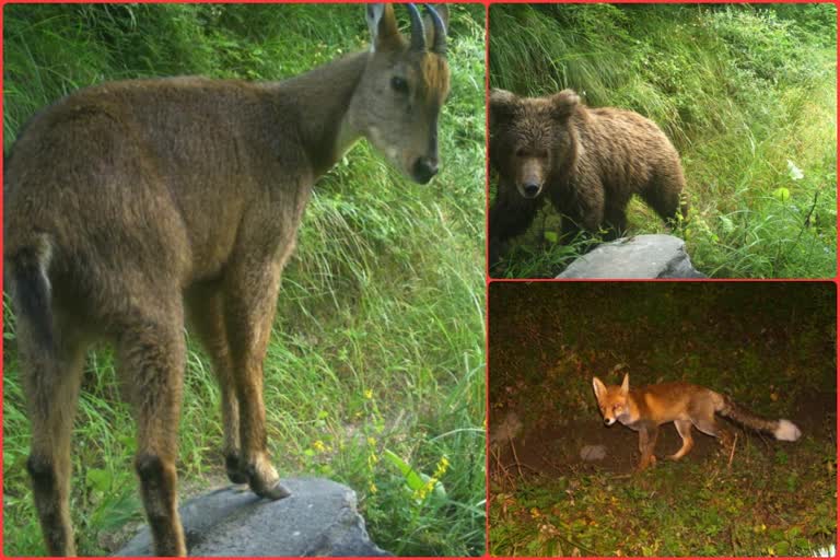 baseline survey in dhauladhar Sanctuary