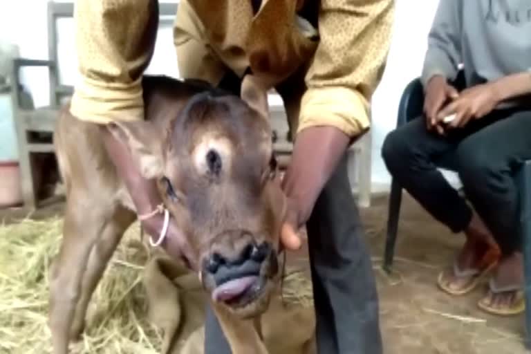 rare calf died three eyed calf dies week after birth in rajnandgaon