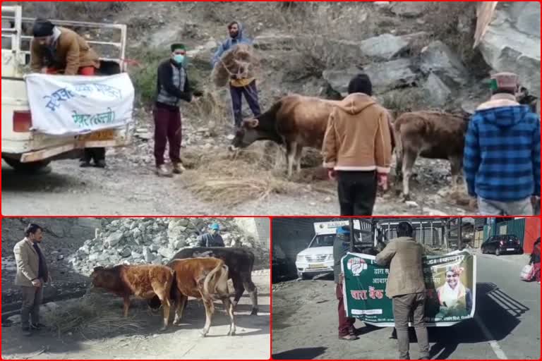 Congress fodder campaign in Kinnaur