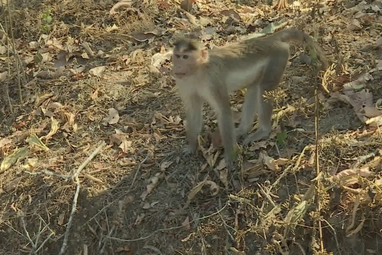 First Case of monkey fever in two years