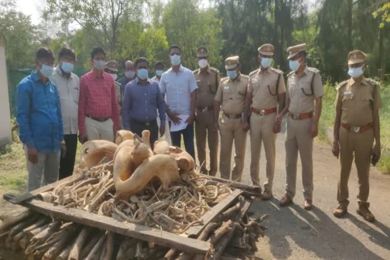 யானைத் தந்தம், மான் கொம்புகள் தீ வைத்து எரிப்பு