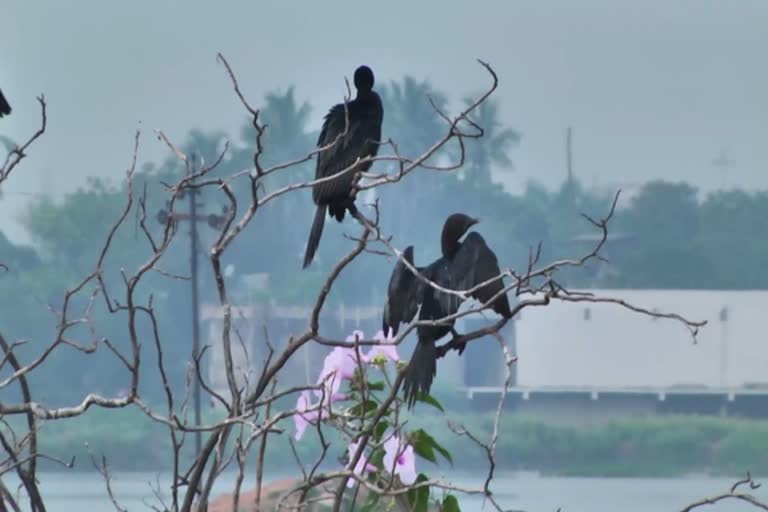 Survey of aquatic bird species at tirunelveli