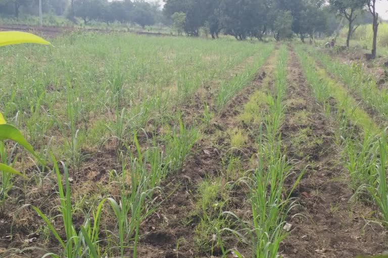 Non Seasonal Rain in Gujarat : કમોસમી વરસાદની આગાહીને લઈને નવસારીના ખેડૂતોની ચિંતા વધારી