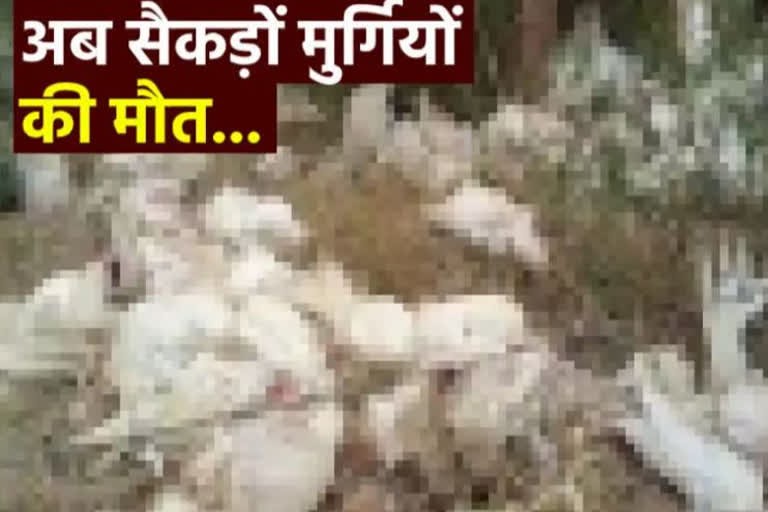 मुर्गियों की मौत से हड़कंप