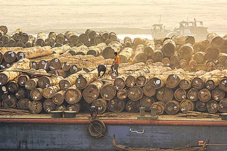 myanmar-teak-export