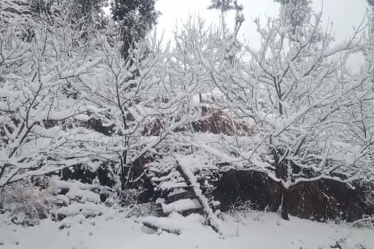 snowfall in mandi