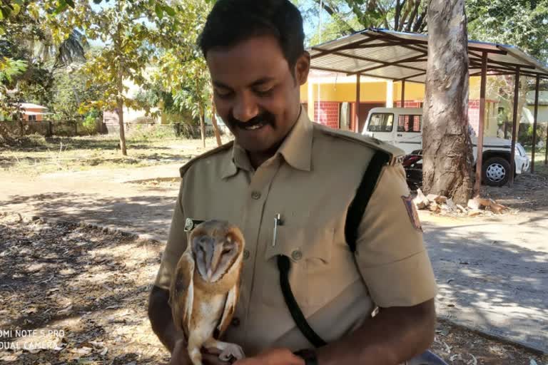 Barn owl rescued in Karwar