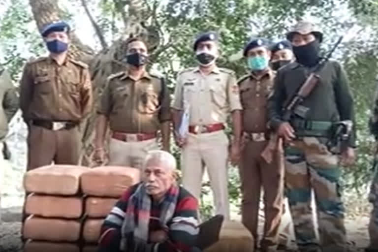 Tripura police destroy cannabis plants