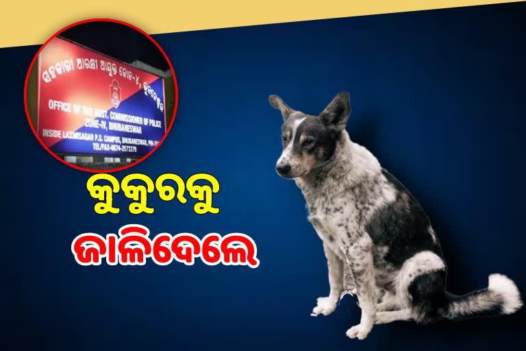 କୁକୁରକୁ ଜୀଅନ୍ତା ଜାଳିଦେଲେ, ହତ୍ୟାକାରୀକୁ ଖୋଜୁଛି ପୋଲିସ