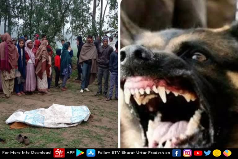 Dog Terror in Amroha