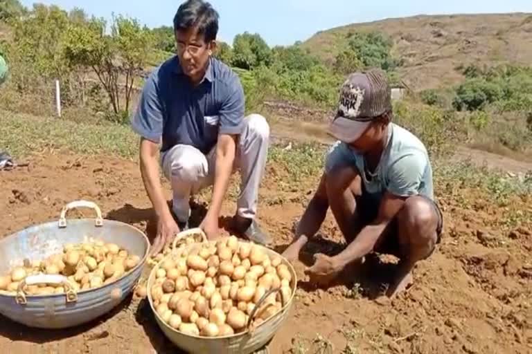 Potato farming in Kottayam district  potato farming in kerala  successful farming of potato in kottayam district  goerge joseph potato farming in kottayam district  കോട്ടയം ജില്ലയിലെ ഉരുളകിഴങ്ങ് കൃഷി  ജോര്‍ജ് ജോസഫിന്‍റെ ഉരുളകിഴങ്ങ് കൃഷി  കേരളത്തിലെ ഉരുളകിഴങ്ങ് കൃഷിക്ക് അനുയോജ്യമായ ഇടങ്ങള്‍