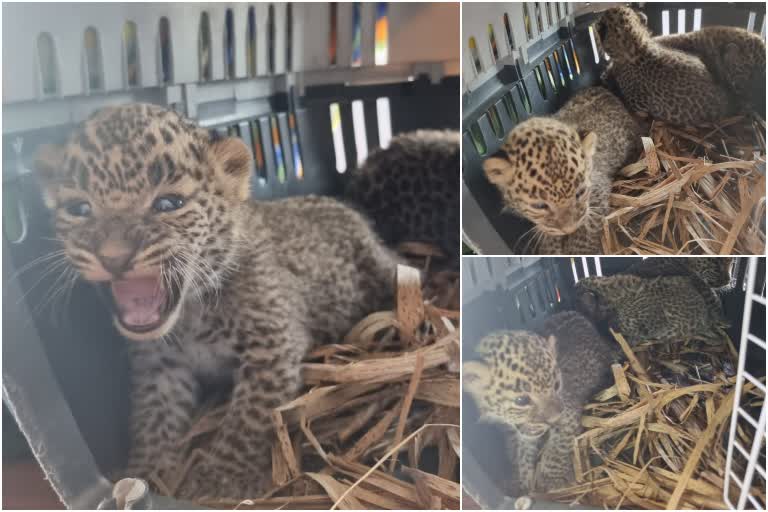 Three Leopard Cubs Rescued