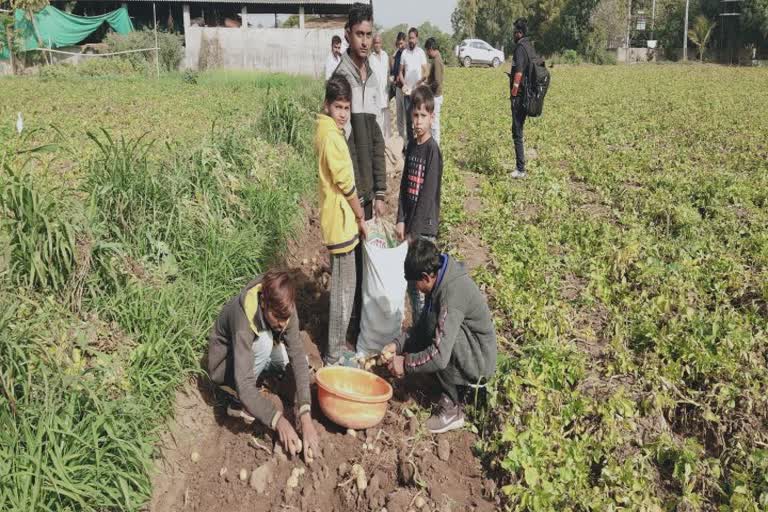 Disproportion of Potato Prices in Deesa :  ડીસામાં બટાટા ઉપાડવાનું શરુ, ખેડૂત અને વેપારીના ભાવોમાં અસમાનતાથી મુશ્કેલી