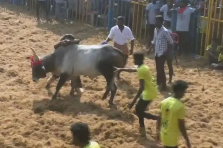 Jallikattu Competition