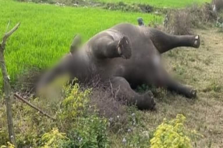 Elephant dies in Sirmaur